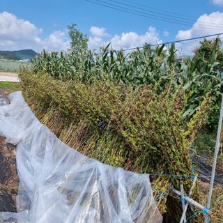 이종권님의 참깨 · 자유게시판 작성글 사진
