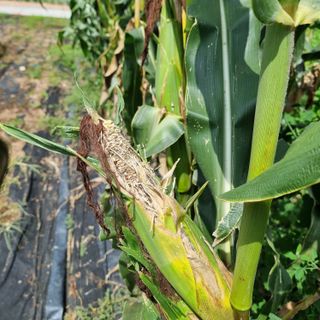 이종권님의 참깨 · 자유게시판 작성글 사진