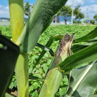 이종권님의 참깨 · 자유게시판 작성글 사진