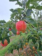 팜모닝 O학년 △반 이세요?·참여글 게시글 이미지