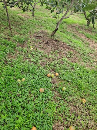 농촌사랑님의 감 · 병해충상담 작성글 사진