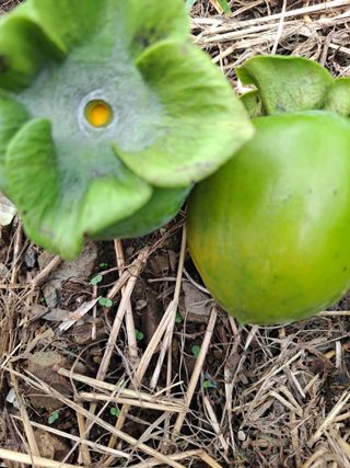 농촌사랑님의 감 · 병해충상담 작성글 사진