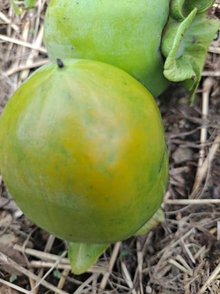 농촌사랑님의 감 · 병해충상담 작성글 사진