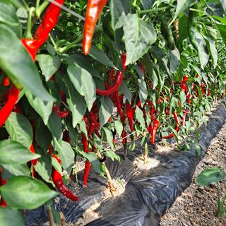 포도15386님의 고추 · 영농일지 작성글 사진