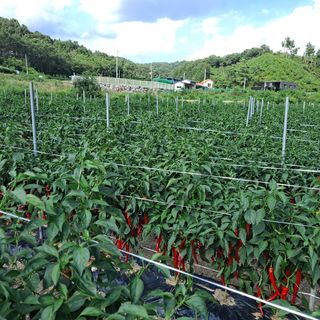 포도15386님의 고추 · 영농일지 작성글 사진