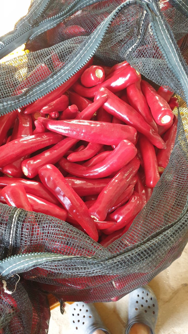 장터 상품 [햇 고추가루(판매완료)] 썸네일