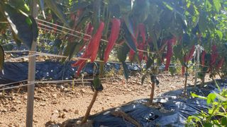 호랑이와인성이님의 작성글 사진