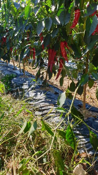 호랑이와인성이님의 작성글 사진