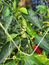 팜모닝 양배추·자유게시판 게시글 이미지