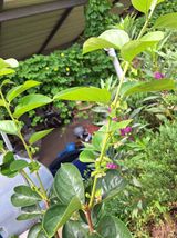 팜모닝 복숭아·자유게시판 게시글 이미지