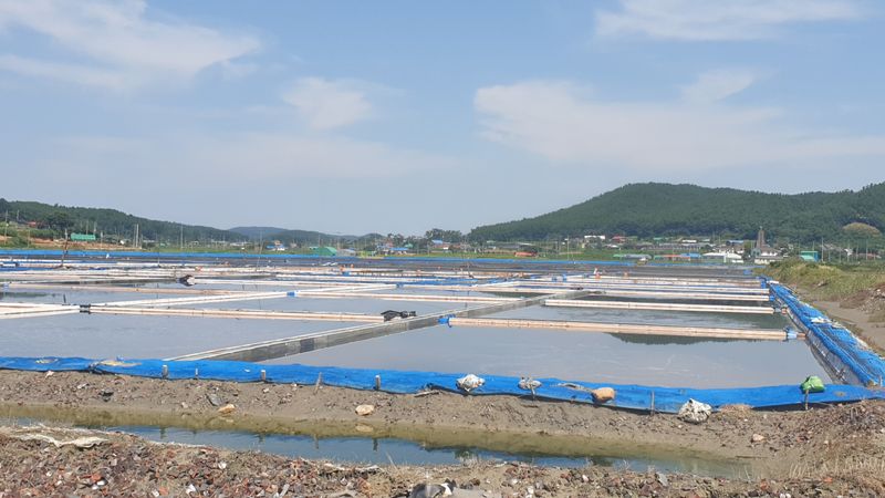 농부아내님의 장터 판매 상품 [간수 50% 빠진 마금리 천일염 20kg] 첨부 사진