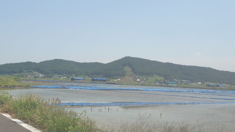 농부아내님의 장터 판매 상품 [간수 50% 빠진 마금리 천일염 20kg] 첨부 사진
