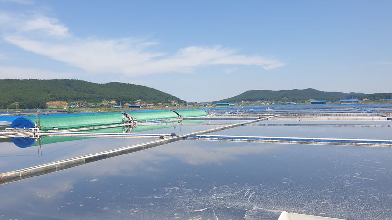농부아내님의 장터 판매 상품 [간수 50% 빠진 마금리 천일염 20kg] 첨부 사진