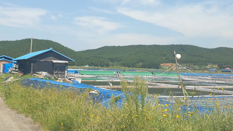 농부아내님의 장터 판매 상품 [간수 50% 빠진 마금리 천일염 20kg] 첨부 사진