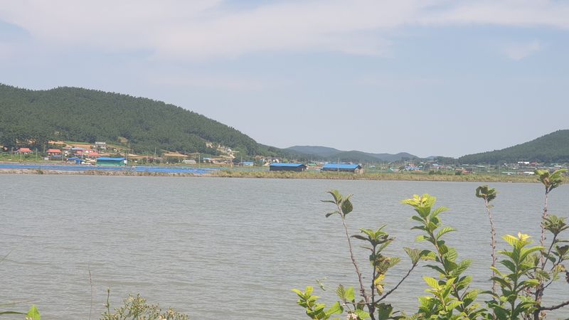 농부아내님의 장터 판매 상품 [간수 50% 빠진 마금리 천일염 20kg] 첨부 사진