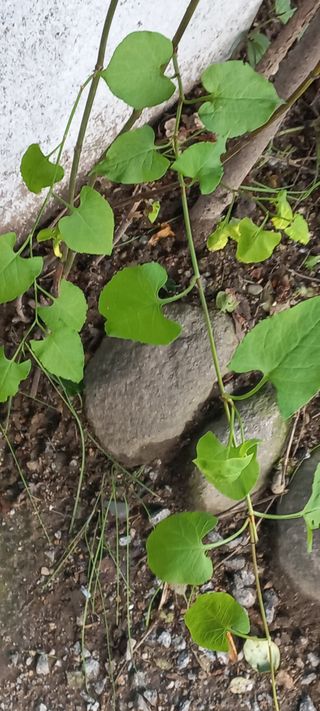 알 수 없음님의 자유주제 · 자유게시판 작성글 사진