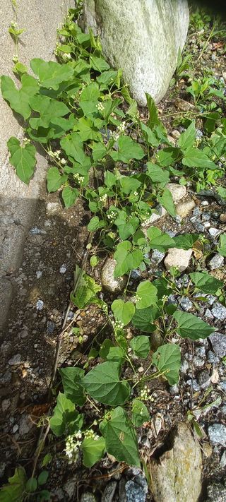 알 수 없음님의 자유주제 · 자유게시판 작성글 사진