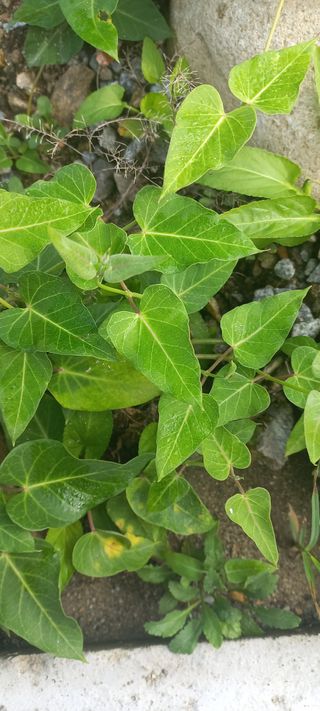 알 수 없음님의 자유주제 · 자유게시판 작성글 사진