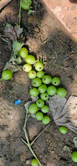 팜모닝 포도·병해충상담 게시글 이미지