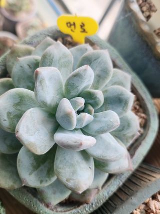 이연옥님의 기타작물 · 자유게시판 작성글 사진