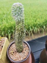 팜모닝 · 게시글 이미지