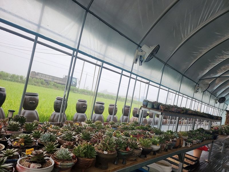 이연옥님의 장터 판매 상품 [다육 식물과 선인장] 첨부 사진