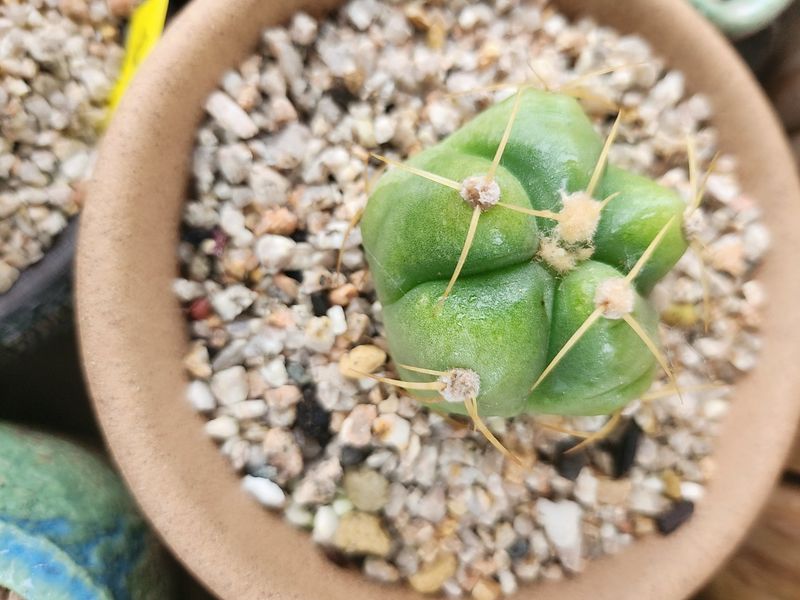 이연옥님의 장터 판매 상품 [다육 식물과 선인장] 첨부 사진