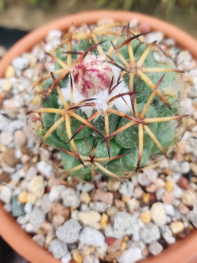 이연옥님의 장터 판매 상품 [다육 식물과 선인장] 첨부 사진