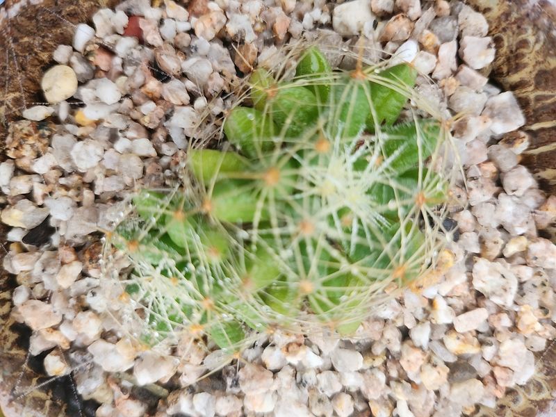 이연옥님의 장터 판매 상품 [다육 식물과 선인장] 첨부 사진