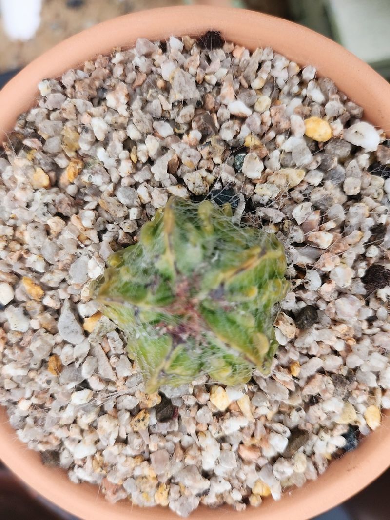 이연옥님의 장터 판매 상품 [다육 식물과 선인장] 첨부 사진