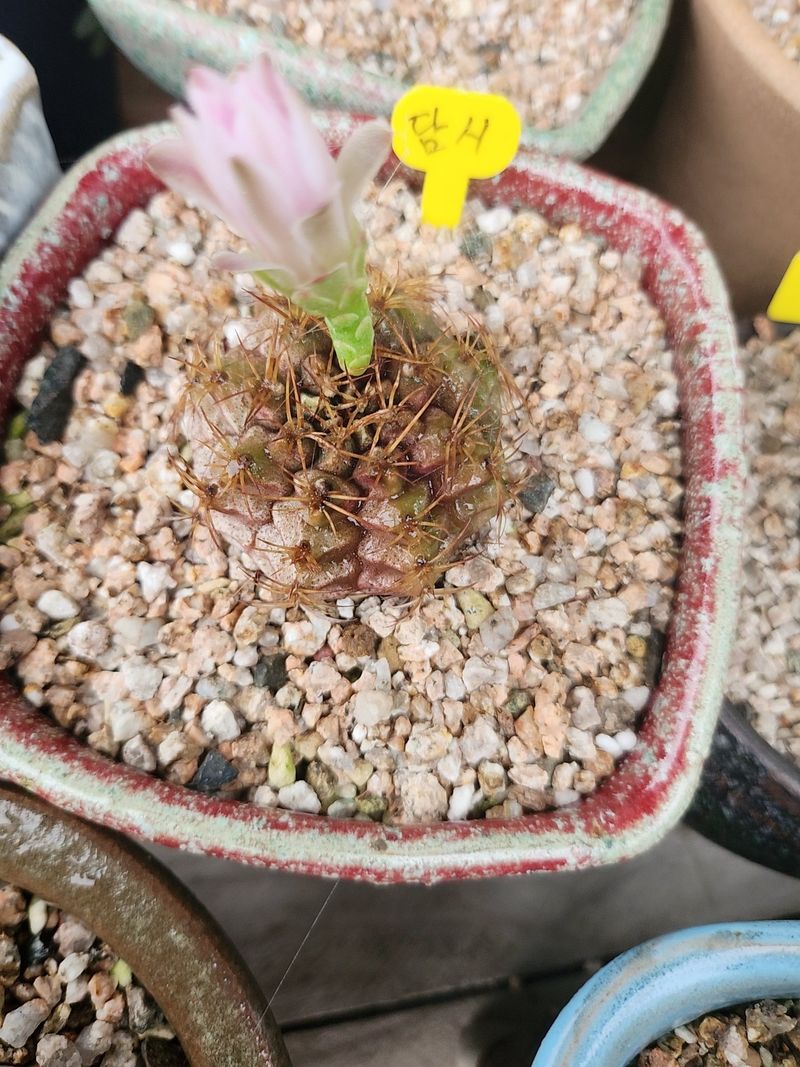 이연옥님의 장터 판매 상품 [다육 식물과 선인장] 첨부 사진