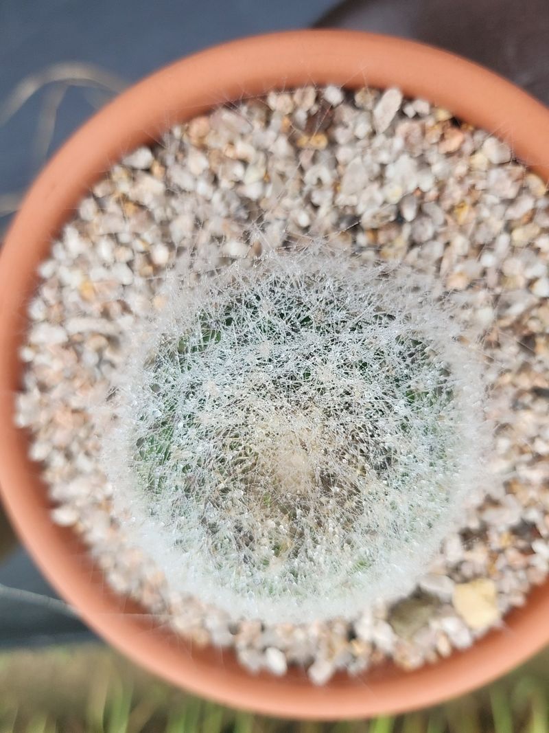 이연옥님의 장터 판매 상품 [다육 식물과 선인장] 첨부 사진