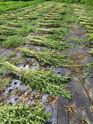 청양 산골꾸찌뽕 님의 참깨 · 자유게시판 작성글 사진