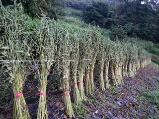 청양 산골꾸찌뽕 님의 참깨 · 자유게시판 작성글 사진