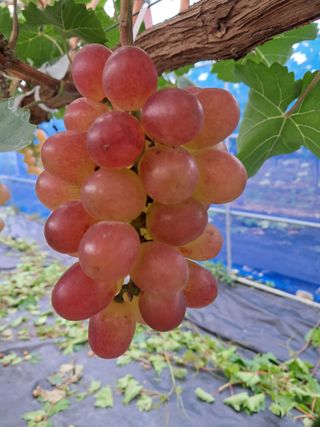 이병관님의 포도 · 자유게시판 작성글 사진