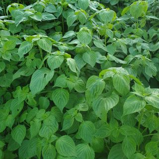 오명희 님의 자유주제 · 자유게시판 작성글 사진