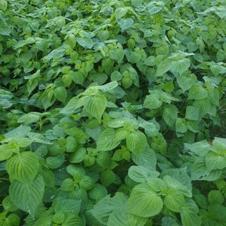 오명희 님의 자유주제 · 자유게시판 작성글 사진