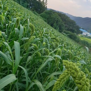 오명희 님의 자유주제 · 자유게시판 작성글 사진