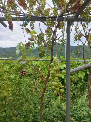 성남시그린한우님의 포도 · 병해충상담 작성글 사진