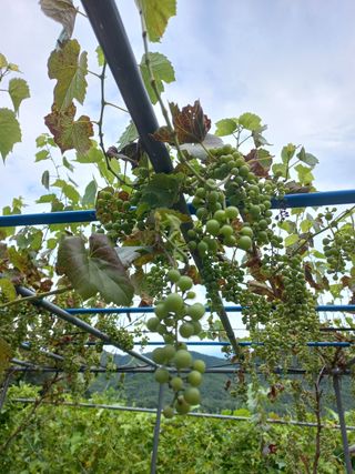 성남시그린한우님의 포도 · 병해충상담 작성글 사진