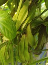 팜모닝 콩·자유게시판 게시글 이미지