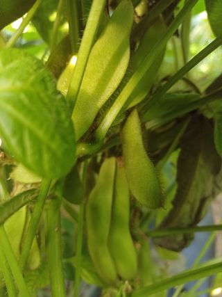 박영선님의 콩 · 자유게시판 작성글 사진