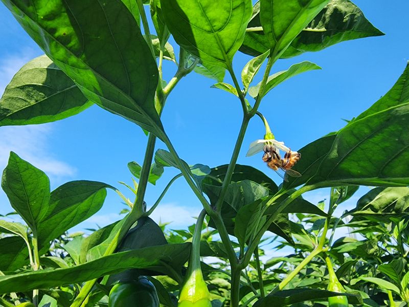 고추 조의현님의 장터 판매 상품 [건고추(꼭지없음) 1근(600g)] 첨부 사진