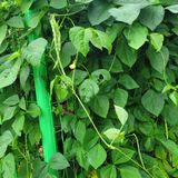 팜모닝 O학년 △반 이세요?·참여글 게시글 이미지