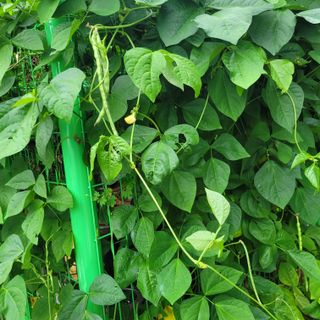 최명희님의 O학년 △반 이세요? · 참여글 작성글 사진