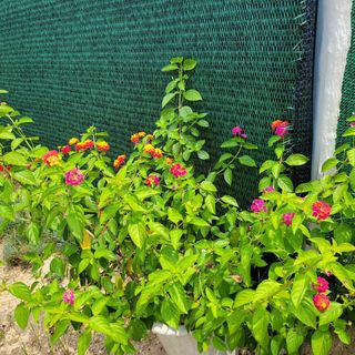 최명희님의 O학년 △반 이세요? · 참여글 작성글 사진