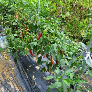 최명희님의 O학년 △반 이세요? · 참여글 작성글 사진