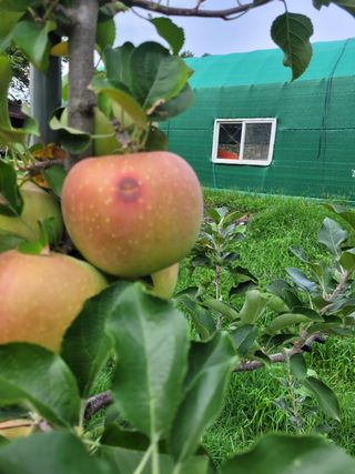 이강진님의 사과 · 영농일지 작성글 사진