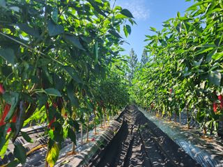 고추 조의현님의 고추 · 수확 작성글 사진