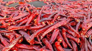 고추 조의현님의 고추 · 수확 작성글 사진